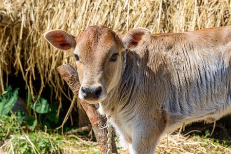 A calf attached to a poleの写真素材