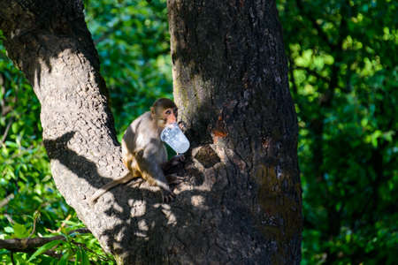 Macaque licking a plastic cup near Swayambhunath in Kathmandu, Nepalの写真素材