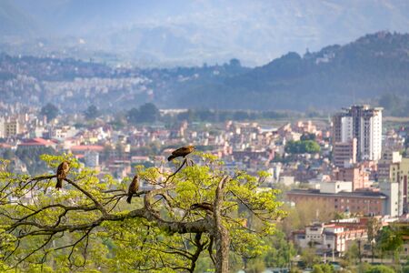 Birds of prey on a tree overlooking Kathmandu in Nepalの写真素材