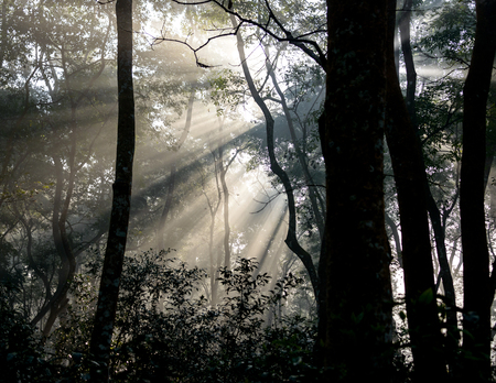 Sunrays passing through trees in Chitwan jungle, Nepalの写真素材