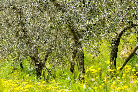 Olive trees in spring, Italyの写真素材