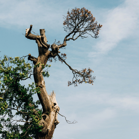 Old tree detail and sky backgroundの写真素材