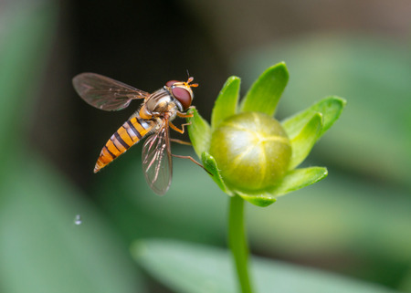 Macro shot of a bee on a flower budの写真素材