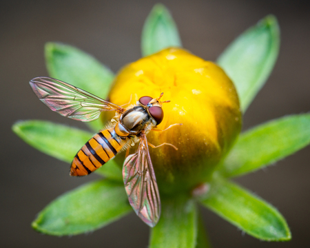 Macro shot of a bee on a flower budの写真素材