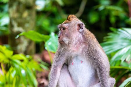 Macaque monkey at Ubud Monkey Forest in Bali, Indonesiaの写真素材