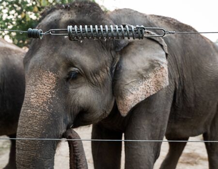 Elephant in captivity behind an electric fence in Chitwan, Nepalの写真素材