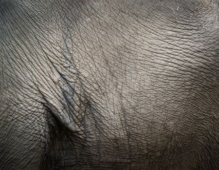 Closeup shot of elephant skin textureの写真素材