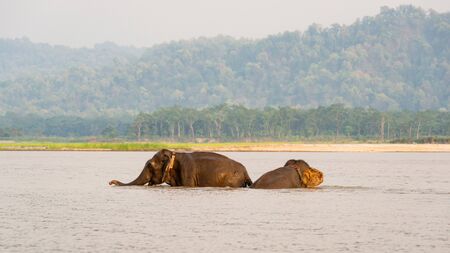 Two elephants bathing in the Gandak river at sunset in Chitwan national park, Nepalの写真素材