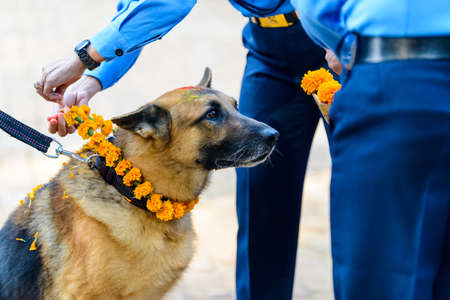 Celebrating Kukur Tihar festival in Kathmandu, Nepal. Putting a marigold garland on german shepherd.の写真素材