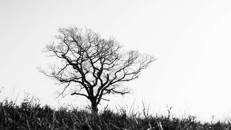 Silhouette of a single leafless tree in winter season, dark trunk and branches against sunny bright sky, black and white photographyの写真素材
