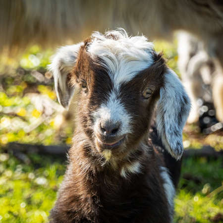 Baby goat portrait, brown and white furの写真素材