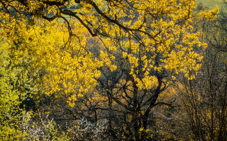 Beautiful backlit yellow tree leaves, early spring seasonの写真素材