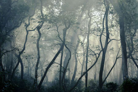 Misty forest, fog in the wood, mysterious atmosphereの写真素材