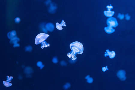 Rhizostoma pulmo commonly known as barrel jellyfish in an aquarium lit by blue lightの写真素材