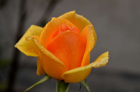 Yellow wet rose containing water dropの写真素材