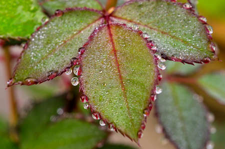 wet leafsの写真素材
