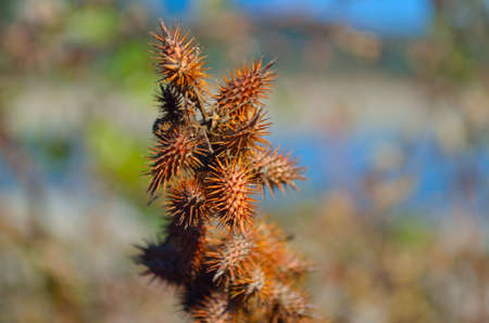 cactusの写真素材
