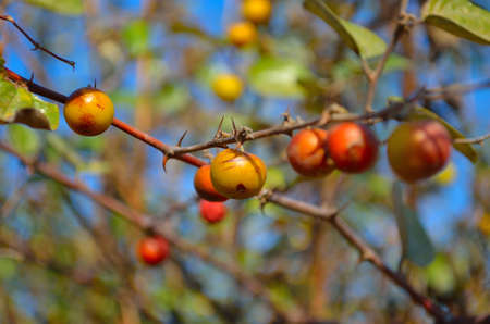 fruits in treeの写真素材