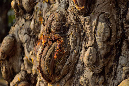 Gnarly wood textureの写真素材