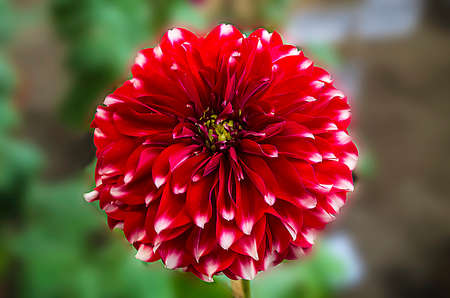 red and white dahlia flowerの写真素材