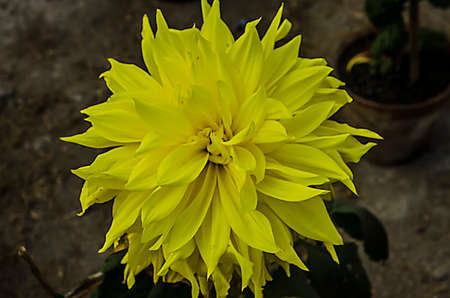 Yellow dahlia flowerの写真素材