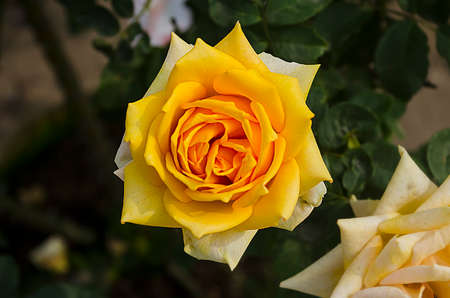 Yellow rose on sunlightの写真素材