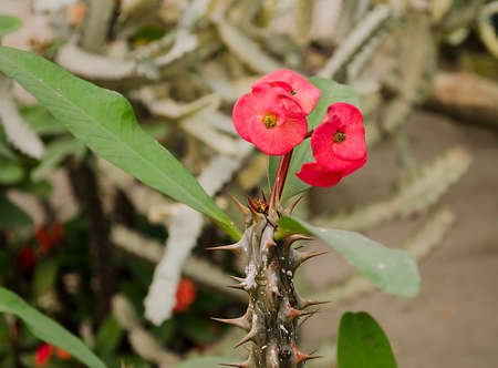 Red cactus flower, euphorbia flowerの写真素材