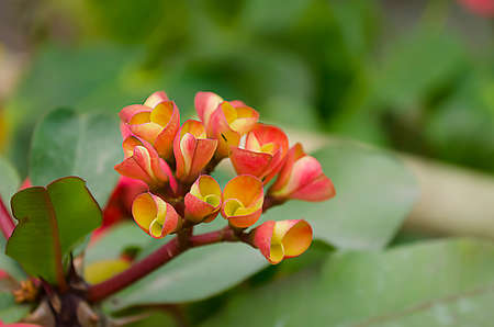 euphorbia flowerの写真素材