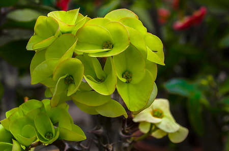 Euphorbia milli Desmoul flowerの写真素材