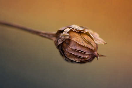 Dry flowers in the sun raysの写真素材