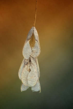 Dry seeds in the sun rays on the airの写真素材