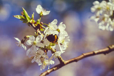 Bumblebee sitting on a flower in the spring on a branch of cherryの写真素材