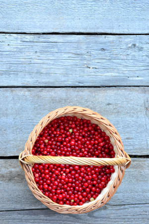 Basket with red currantsの写真素材