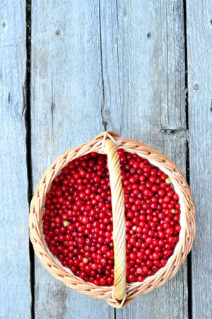 Basket with currantsの写真素材