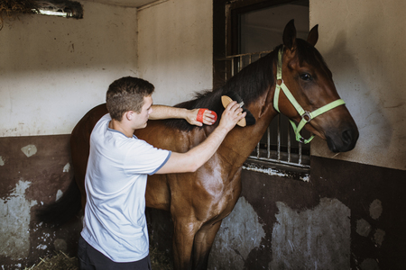 Young man taking good care on horse in stableの写真素材