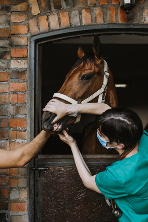 Woman veterinary checking horse health in stableの写真素材