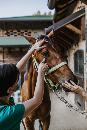Woman veterinary checking horse health in stableの写真素材