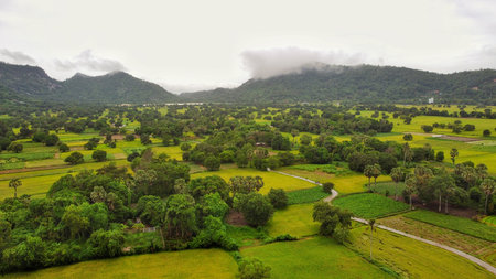 Tapa Valley Rice Fields in Harvest Season, An Giang, Vietnam