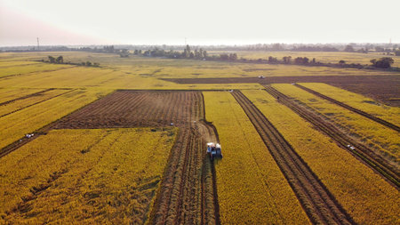 Drone view of rice harvest in Long Xuyen, Mekong Delta â€“ golden fields, machinery, and rural...