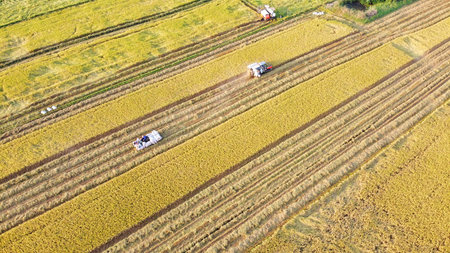 Drone view of rice harvest in Long Xuyen, Mekong Delta â golden fields, machinery, and rural landscape in peak season.の写真素材
