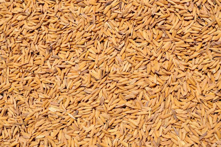 Drying Paddy riceの写真素材