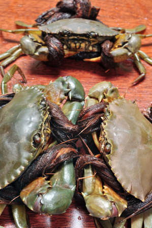 Crab from the Mekong delta on a confrontationの写真素材