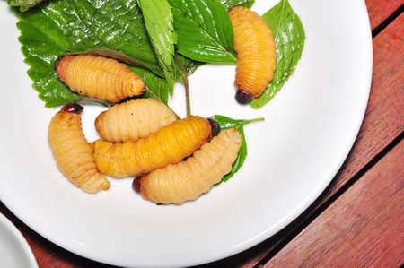 Red Palm Weevil Larva or Coconut worm or Duong dua or sago worm (Rhynchophorus ferrugineus) from Vietnamの写真素材