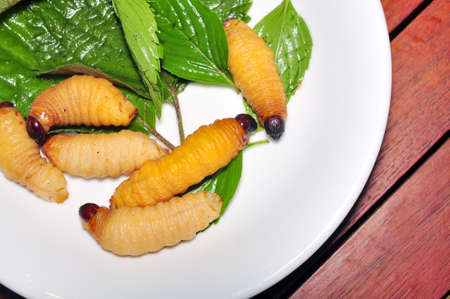 Red Palm Weevil Larva or Coconut worm or Duong dua or sago worm (Rhynchophorus ferrugineus) from Vietnamの写真素材
