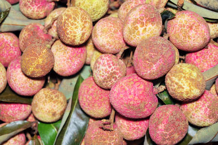 Litchi fruitの写真素材