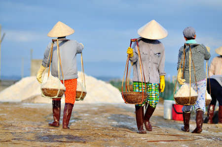 Women workers are collecting salt from the extracting fields to the storage houseの写真素材