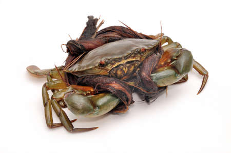 Crab from the Mekong delta on a white backgroundの写真素材