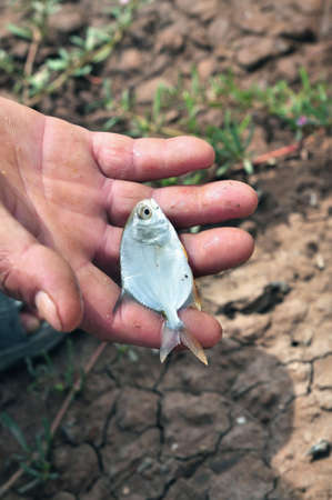 Fish in the handの写真素材