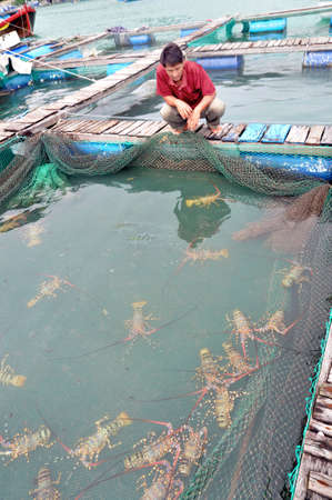 PHU YEN VIETNAM  DECEMBER 21 2011: A farmer is looking at his lobster cage farming in the bay of Vung Roのeditorial素材