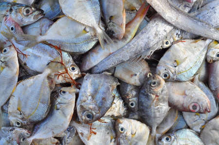 Forage fish in Nha Trang cityの写真素材